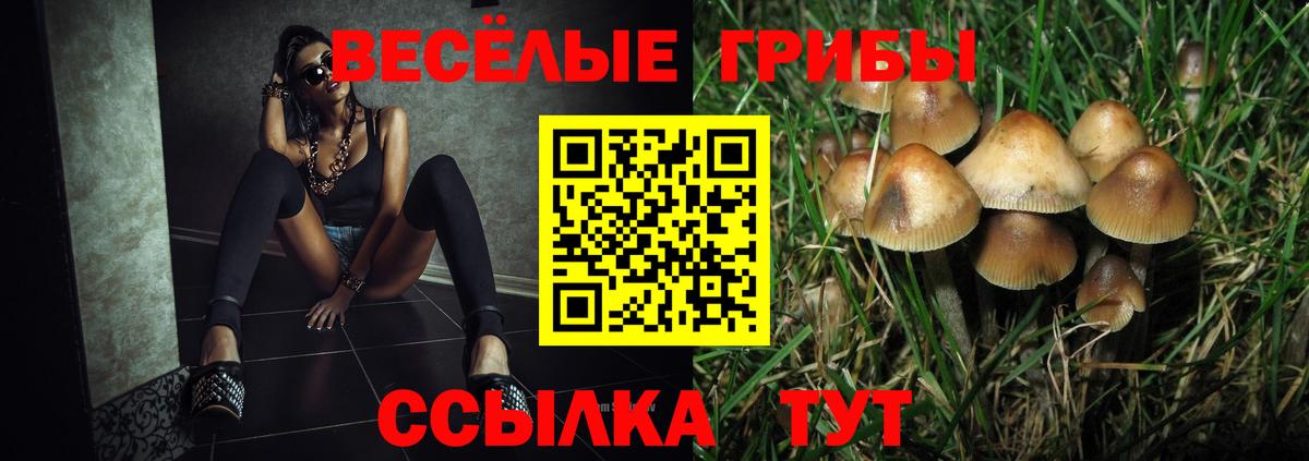 Псилоцибиновые грибы Psilocybe Коркино